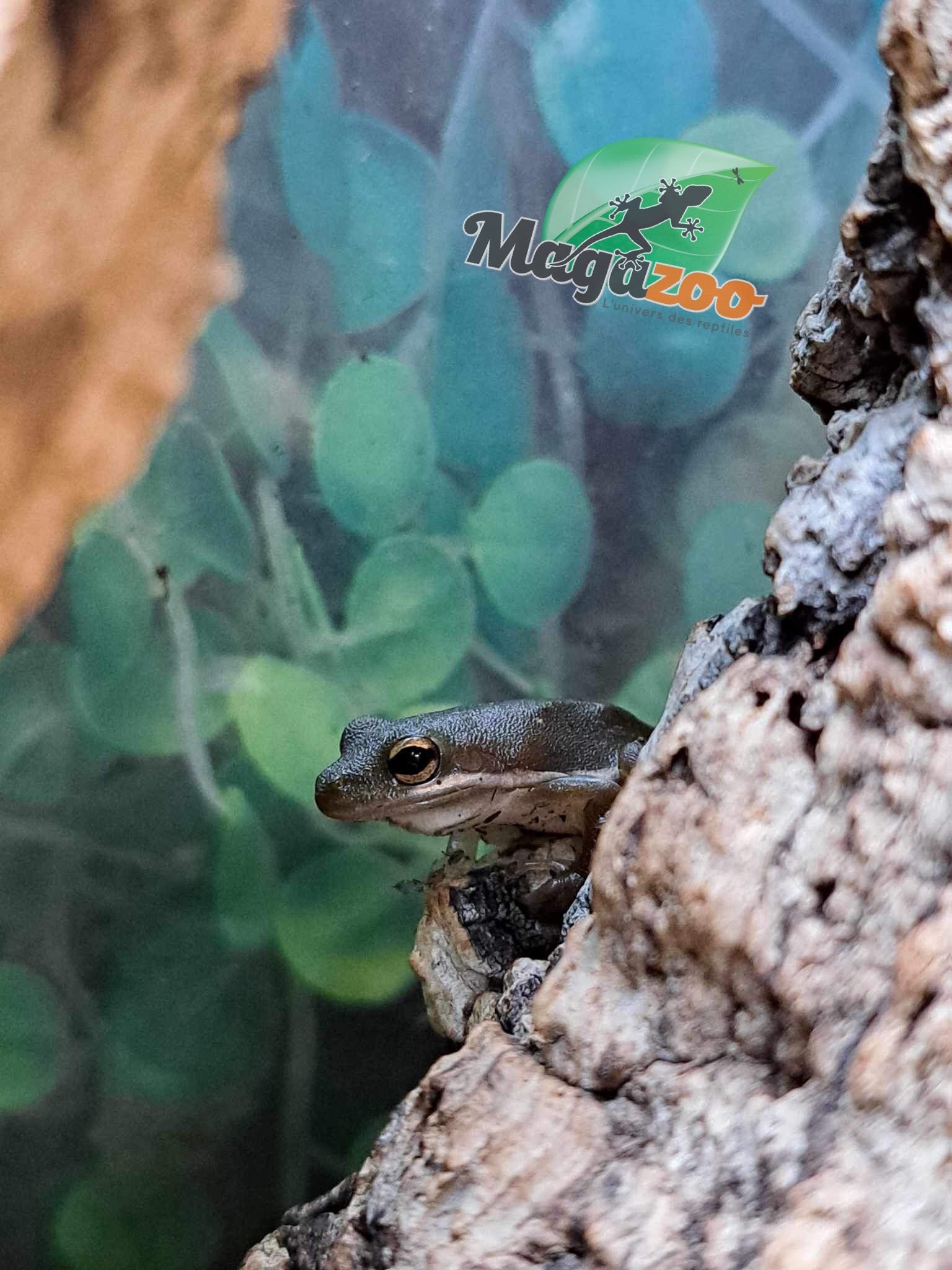 Magazoo Florida green tree frog