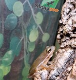Magazoo Florida green tree frog