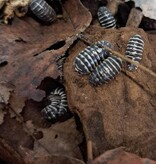 La Swamp Cloporte - Isopode A. Maculatum  Zebra 15+