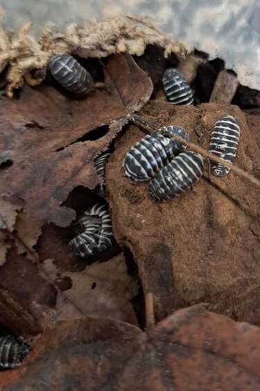 La Swamp Cloporte - Isopode ISO-MAC-ZEB-15 A. Maculatum  Zebra 15+