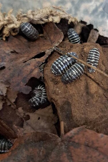 La Swamp Woodhouse Culture-Isopods   A. Maculatum Zebra 15+