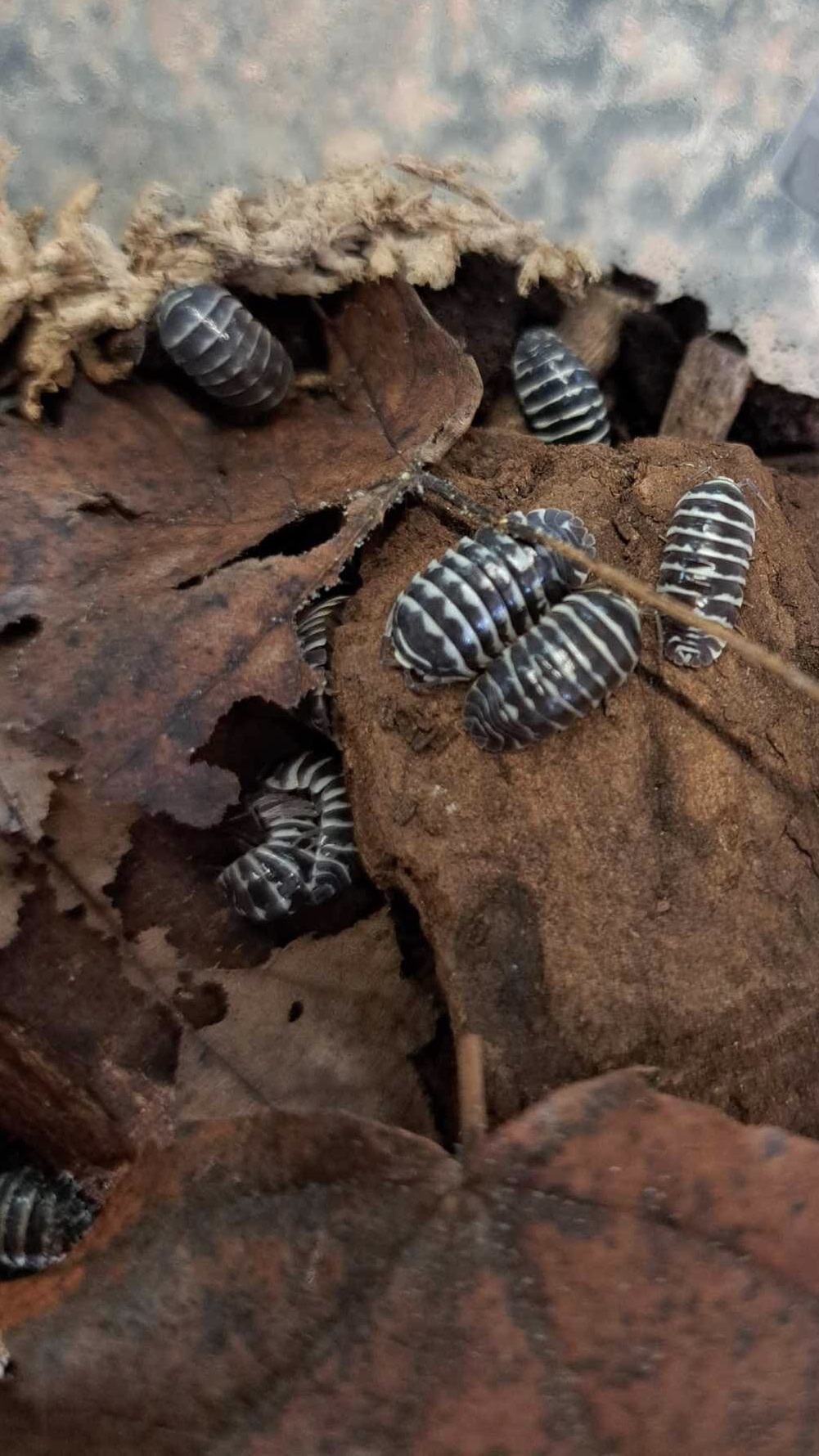 La Swamp Cloporte - Isopode A. Maculatum  Zebra 15+