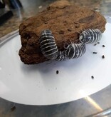 La Swamp Cloporte - Isopode A. Maculatum  Zebra 15+