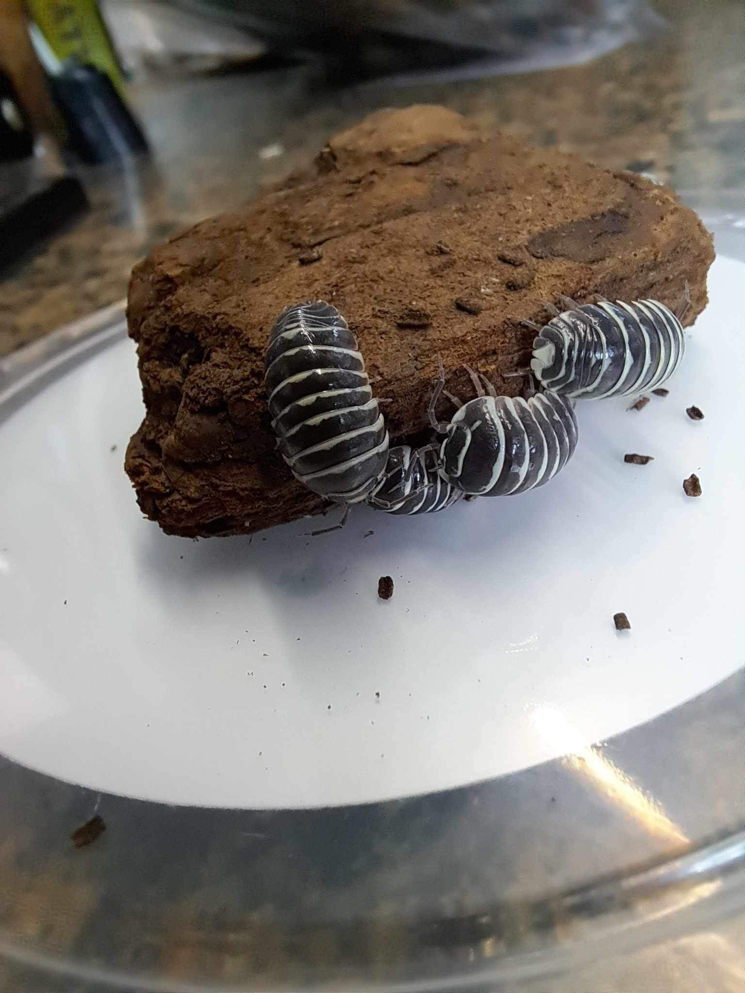 La Swamp Cloporte - Isopode A. Maculatum  Zebra 15+