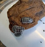 La Swamp Cloporte - Isopode A. Maculatum  Zebra 15+