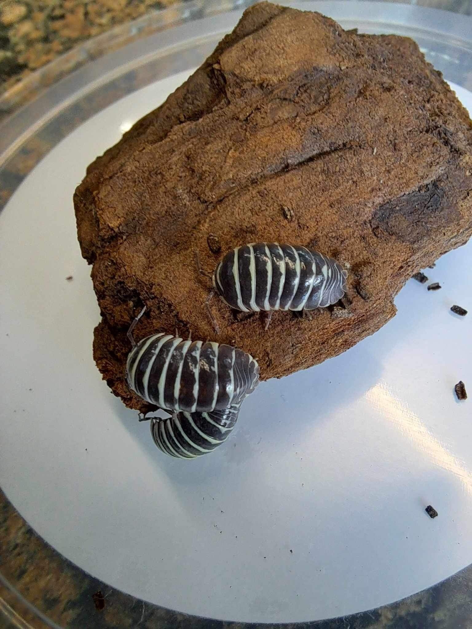 La Swamp Cloporte - Isopode A. Maculatum  Zebra 15+