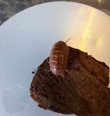 La Swamp Cloporte - Isopods ISO-VUL-TAN-15  A. Vulgare Tangerine 15+