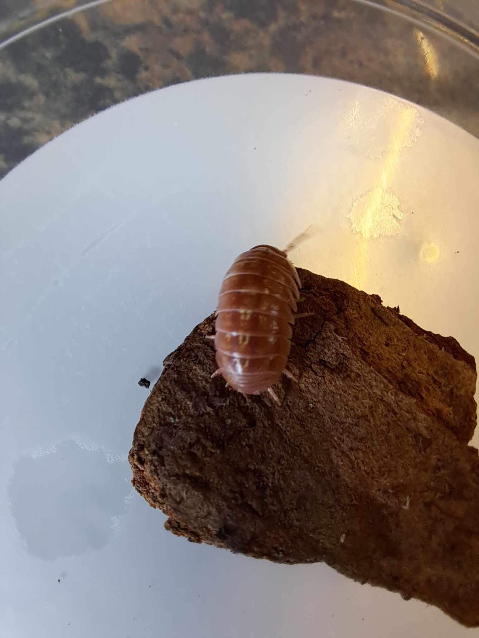 La Swamp Cloporte - Isopods ISO-VUL-TAN-15  A. Vulgare Tangerine 15+