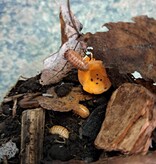 La Swamp Cloporte - Isopods ISO-VUL-TAN-15  A. Vulgare Tangerine 15+