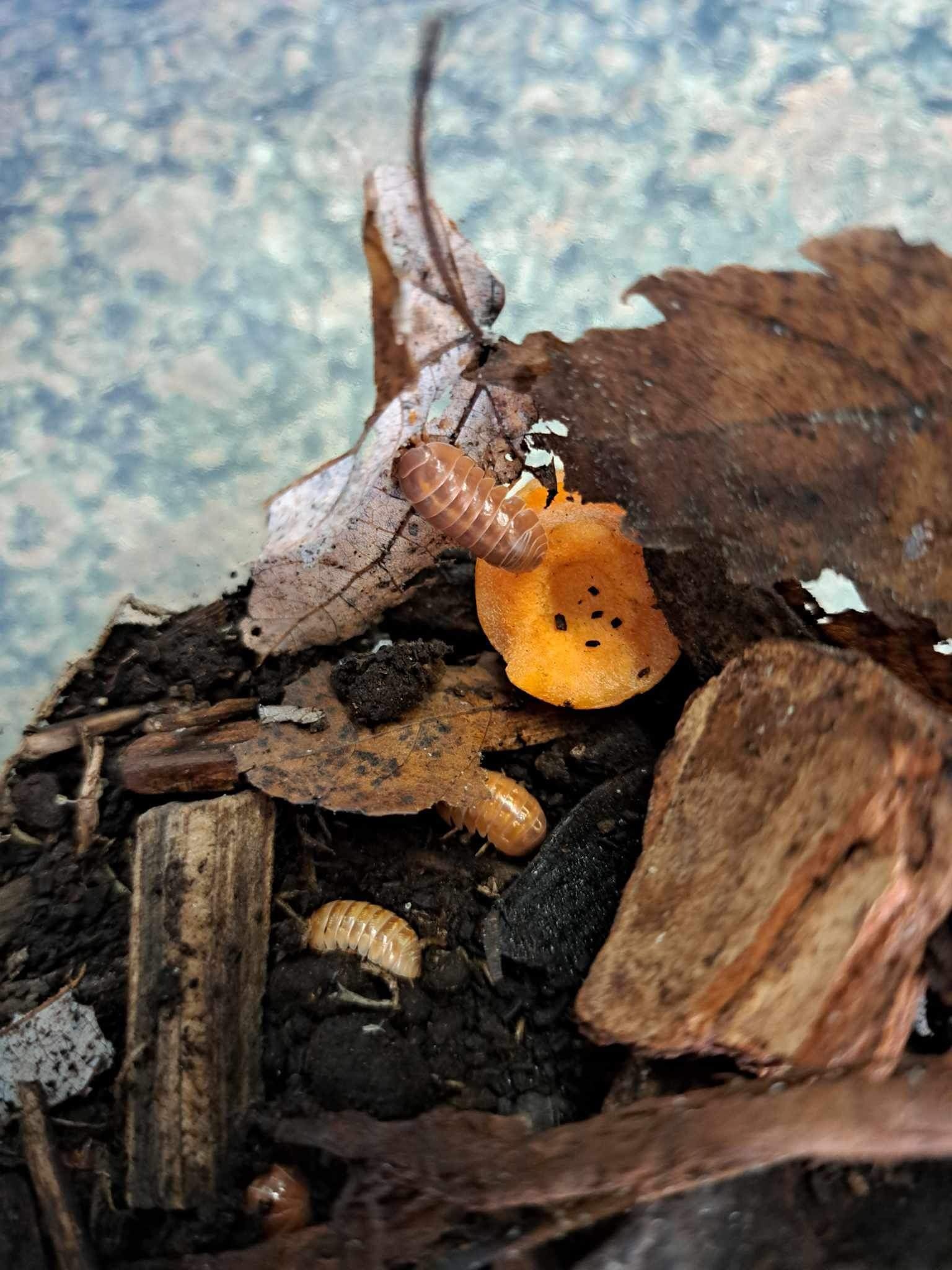 La Swamp Cloporte - Isopods ISO-VUL-TAN-15  A. Vulgare Tangerine 15+