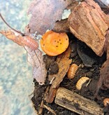 La Swamp Cloporte - Isopods ISO-VUL-TAN-15  A. Vulgare Tangerine 15+