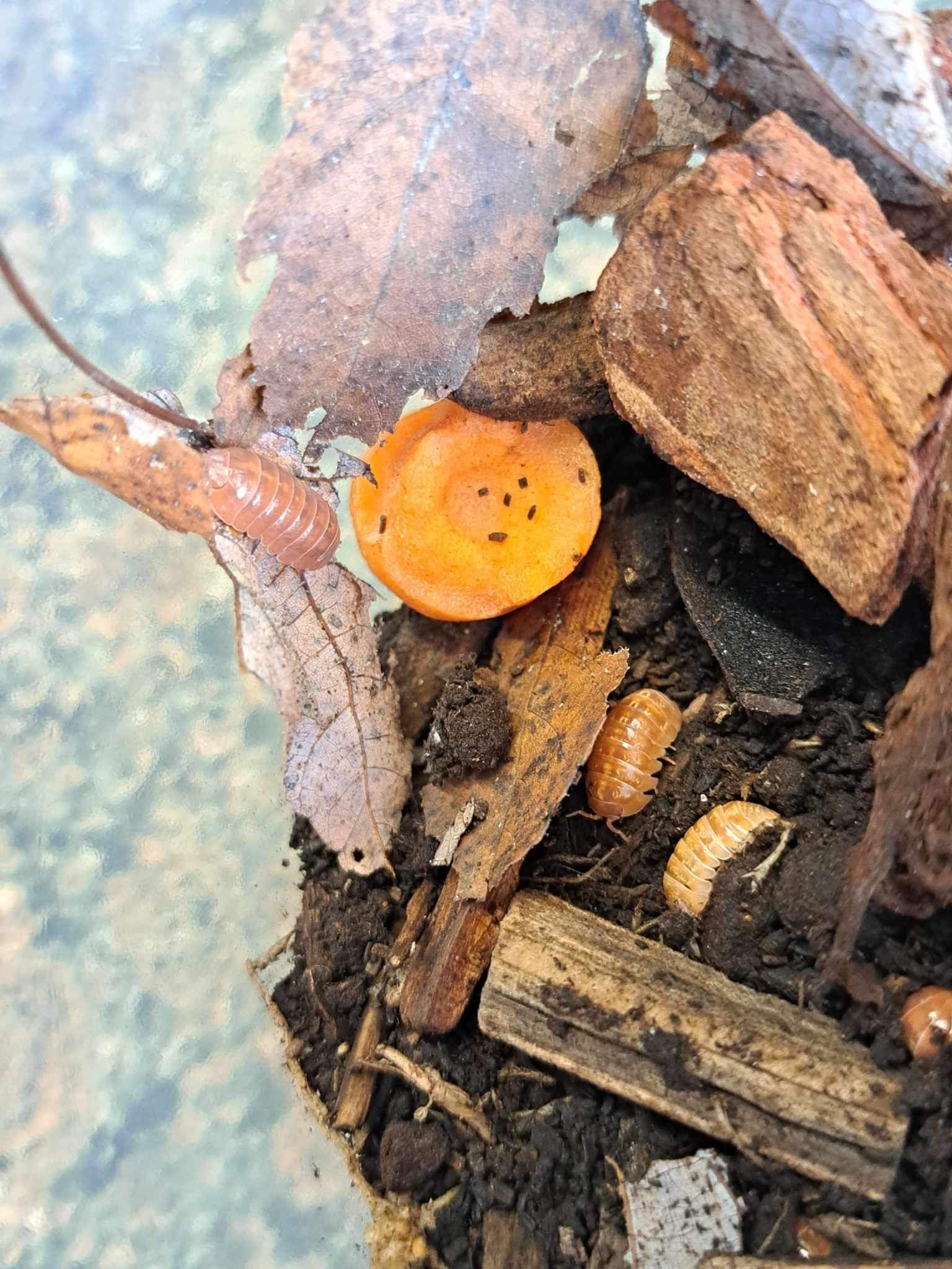 La Swamp Cloporte - Isopods ISO-VUL-TAN-15  A. Vulgare Tangerine 15+