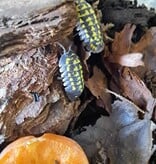 La Swamp Cloporte - Isopods   ISO-GES-15 A. Gestroi 15+