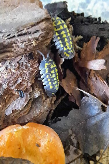 La Swamp Cloporte - Isopods   ISO-GES-15 A. Gestroi 15+