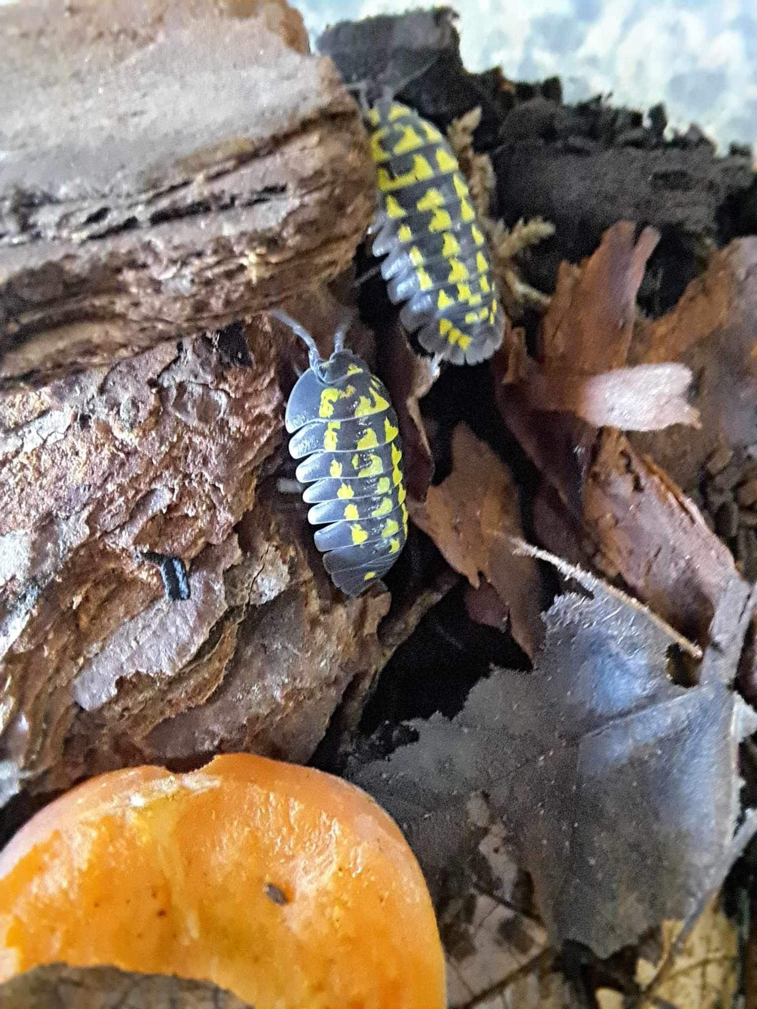 La Swamp Cloporte - Isopods   ISO-GES-15 A. Gestroi 15+