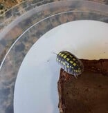 La Swamp Cloporte - Isopods   ISO-GES-15 A. Gestroi 15+