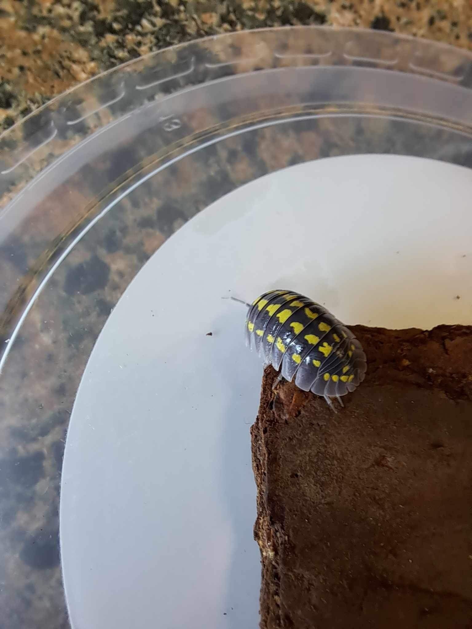 La Swamp Cloporte - Isopods   ISO-GES-15 A. Gestroi 15+