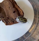 La Swamp Cloporte - Isopods   ISO-GES-15 A. Gestroi 15+