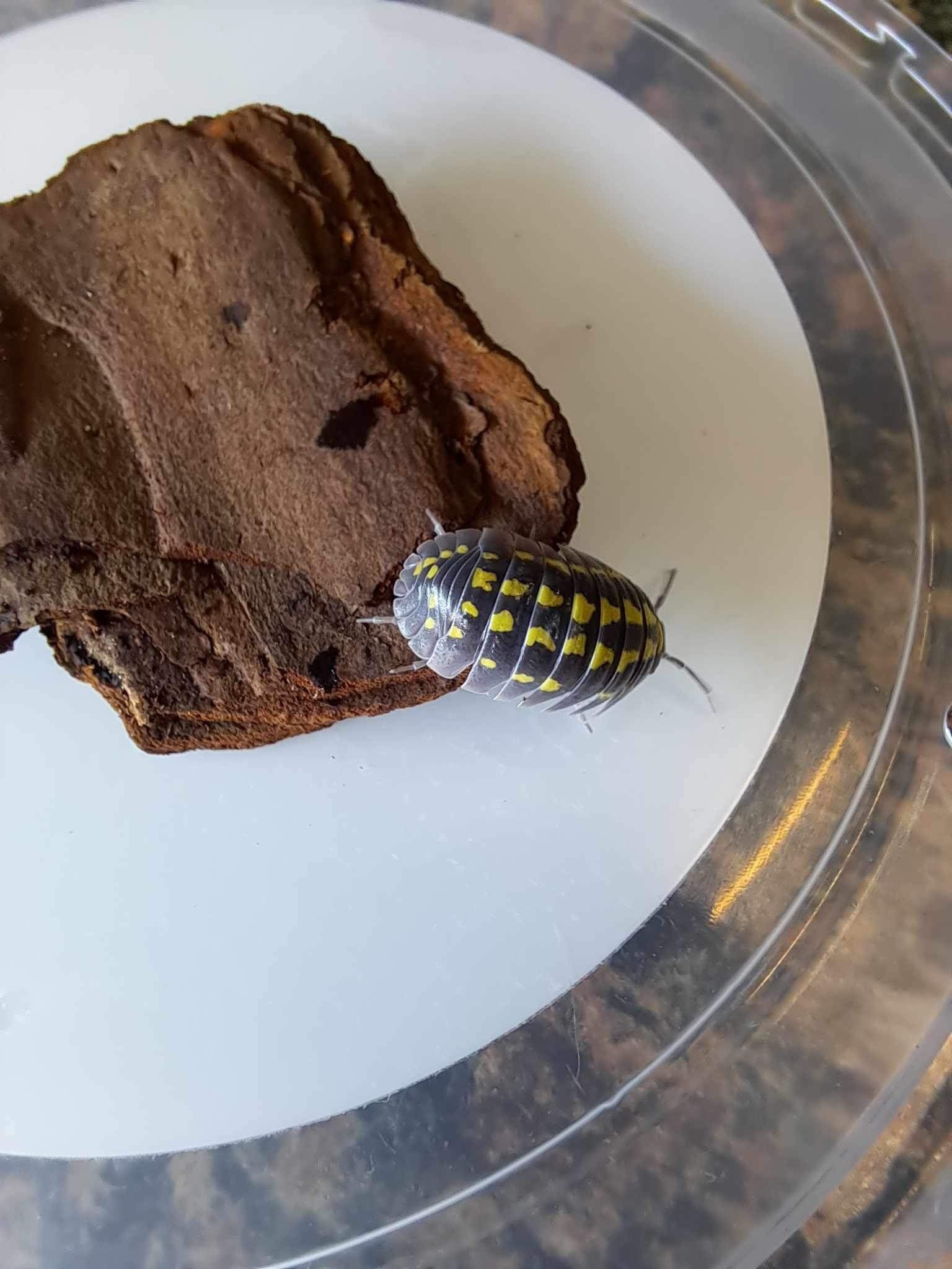 La Swamp Cloporte - Isopods   ISO-GES-15 A. Gestroi 15+