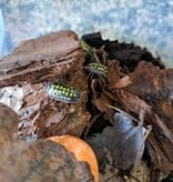 La Swamp Cloporte - Isopods   ISO-GES-15 A. Gestroi 15+