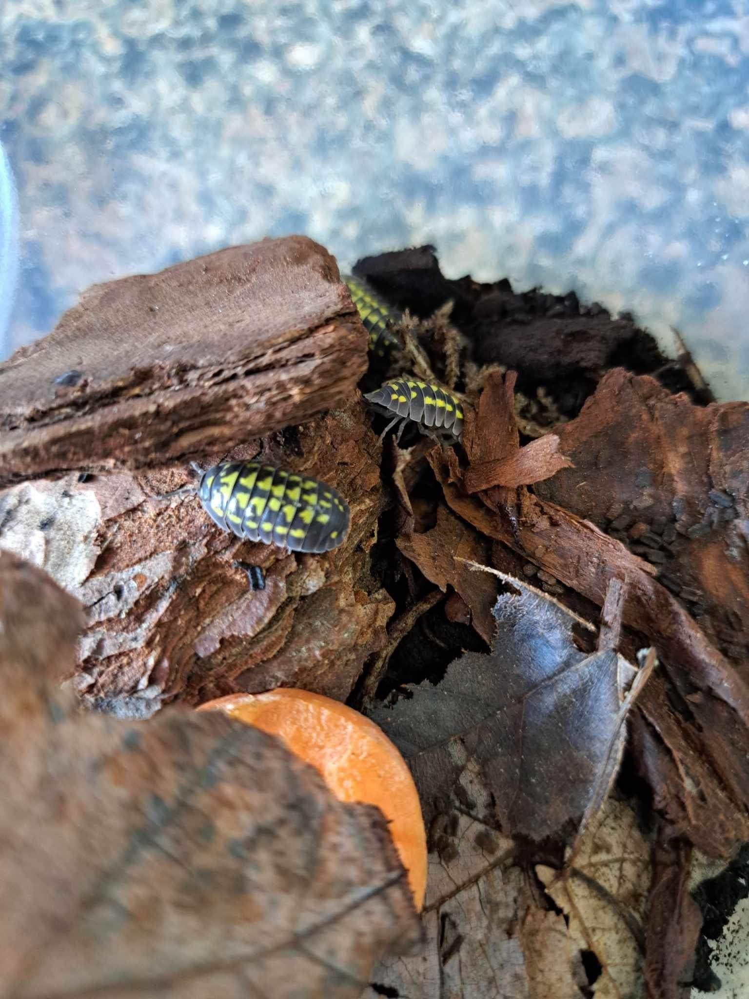 La Swamp Cloporte - Isopods   ISO-GES-15 A. Gestroi 15+