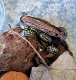 La Swamp Cloporte - Isopods   ISO-GES-15 A. Gestroi 15+