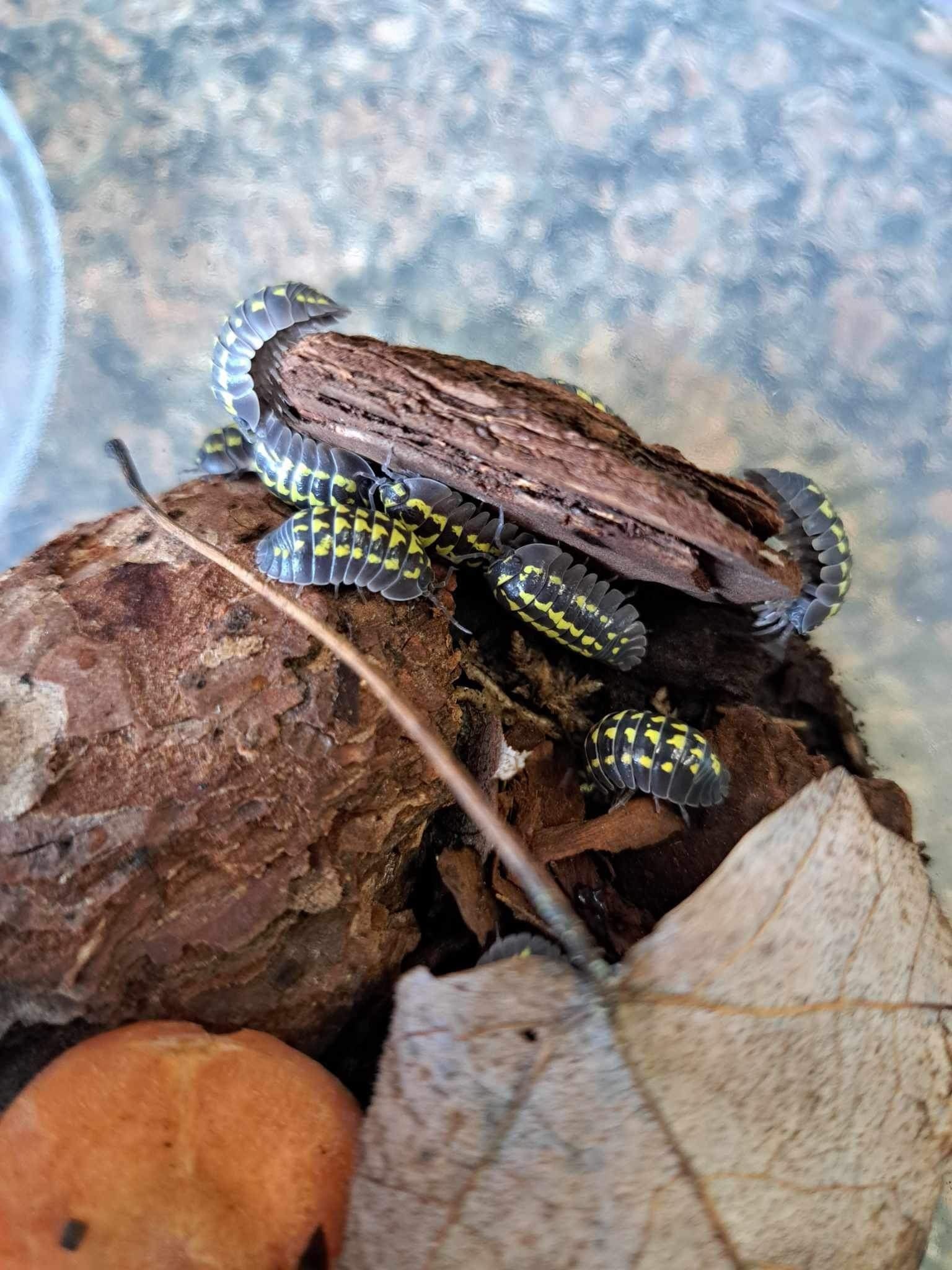 La Swamp Cloporte - Isopods   ISO-GES-15 A. Gestroi 15+