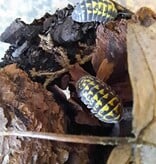 La Swamp Cloporte - Isopods   ISO-GES-15 A. Gestroi 15+