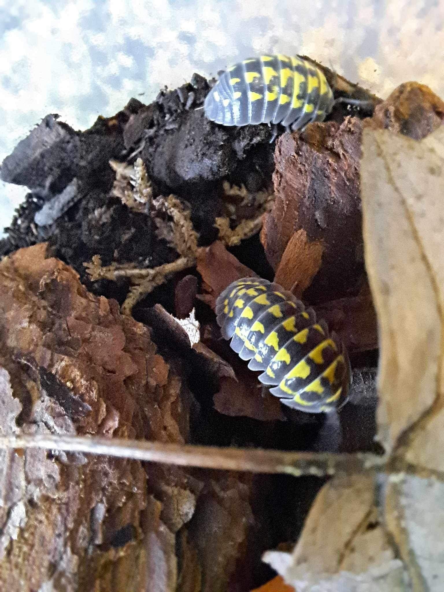 La Swamp Cloporte - Isopods   ISO-GES-15 A. Gestroi 15+