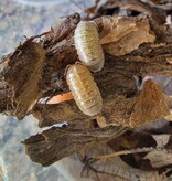 La Swamp Cloporte-Isopode   A. SP. Albino Isopods 15+
