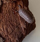 La Swamp Cloporte - Isopods ISO-CUB-SEA-15 Cubaris Murina  ''little sea'' 15+