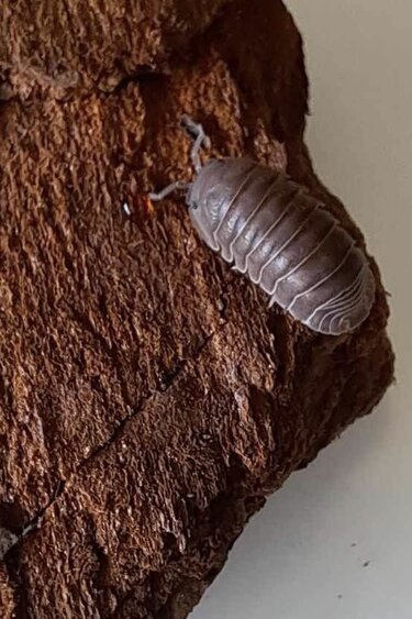 La Swamp Cloporte - Isopods ISO-CUB-SEA-15 Cubaris Murina  ''little sea'' 15+
