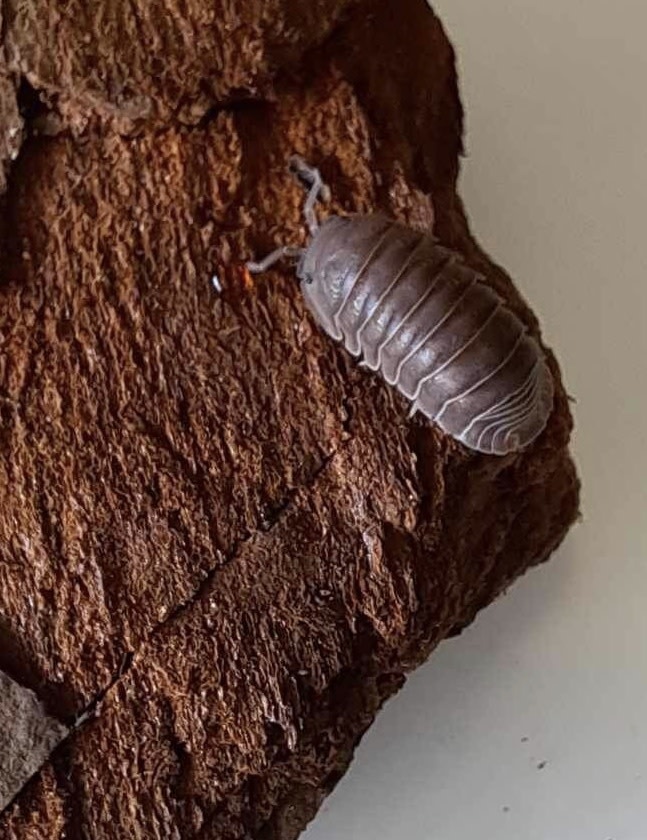 La Swamp Cloporte - Isopods ISO-CUB-SEA-15 Cubaris Murina  ''little sea'' 15+