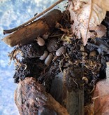 La Swamp Woodhouse Culture-Isopods   Cubaris Murina 15+