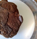 La Swamp Cloporte-Isopods   Cubaris Murina  ''little sea'' 15+