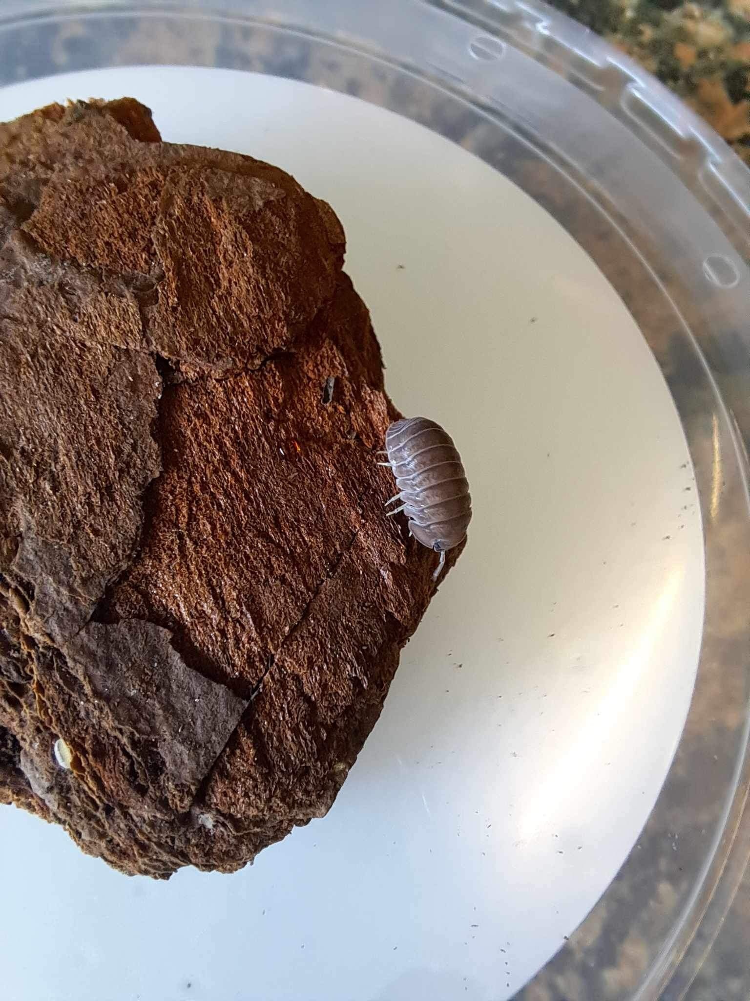 La Swamp Cloporte - Isopods ISO-CUB-SEA-15 Cubaris Murina  ''little sea'' 15+