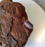 La Swamp Cloporte-Isopods   Cubaris Murina  ''little sea'' 15+