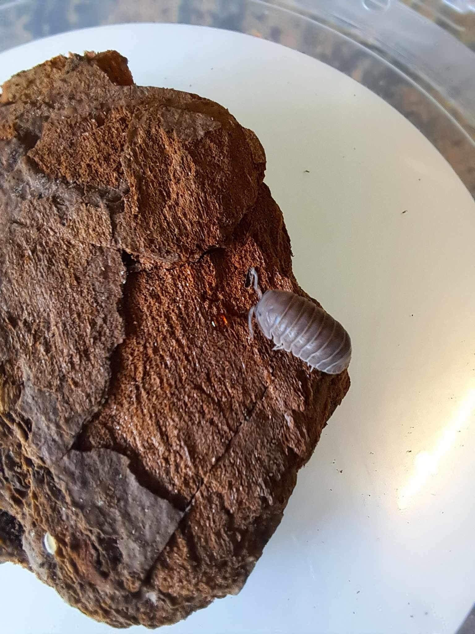 La Swamp Cloporte - Isopods ISO-CUB-SEA-15 Cubaris Murina  ''little sea'' 15+