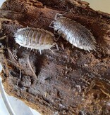 La Swamp Cloporte - Isopods ISO-ASE-15 Oniscus Asellus 15+