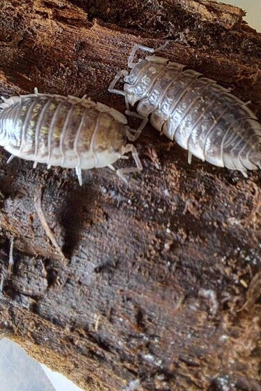 La Swamp Cloporte - Isopods ISO-ASE-15 Oniscus Asellus 15+