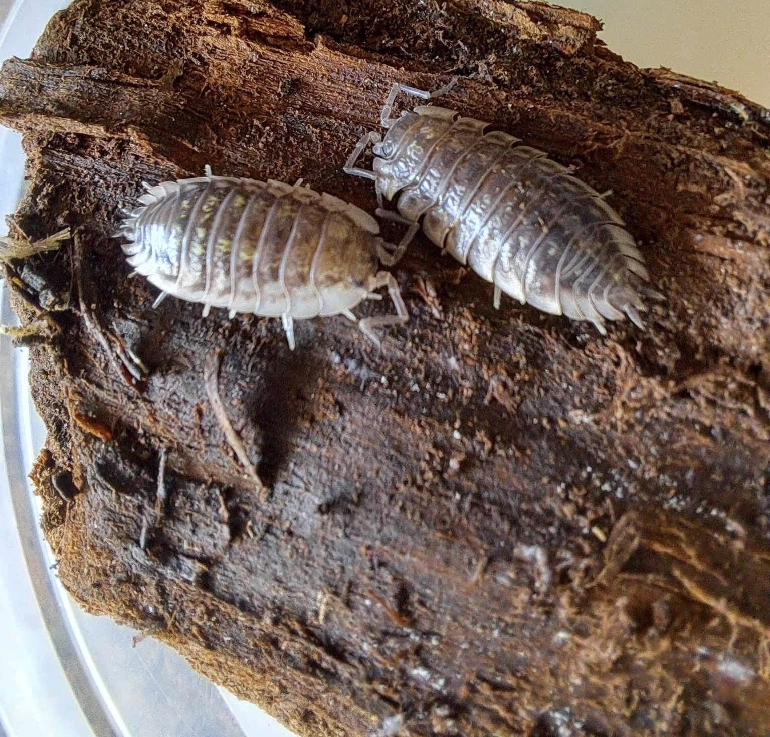 La Swamp Cloporte - Isopods ISO-ASE-15 Oniscus Asellus 15+