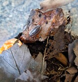 La Swamp Cloporte - Isopods ISO-ASE-15 Oniscus Asellus 15+
