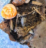 La Swamp Cloporte - Isopods ISO-ASE-15 Oniscus Asellus 15+