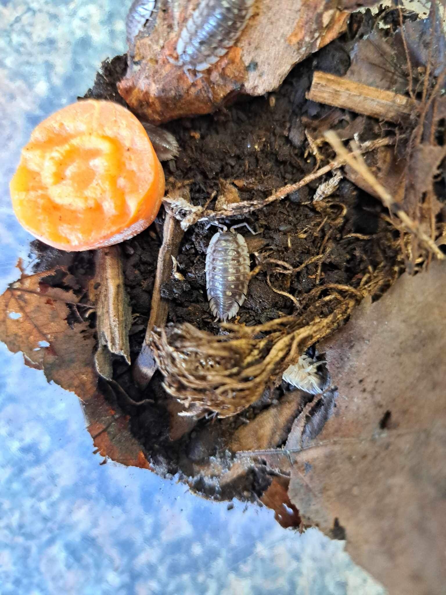 La Swamp Woodhouse Culture-Isopods   Oniscus Asellus 15+