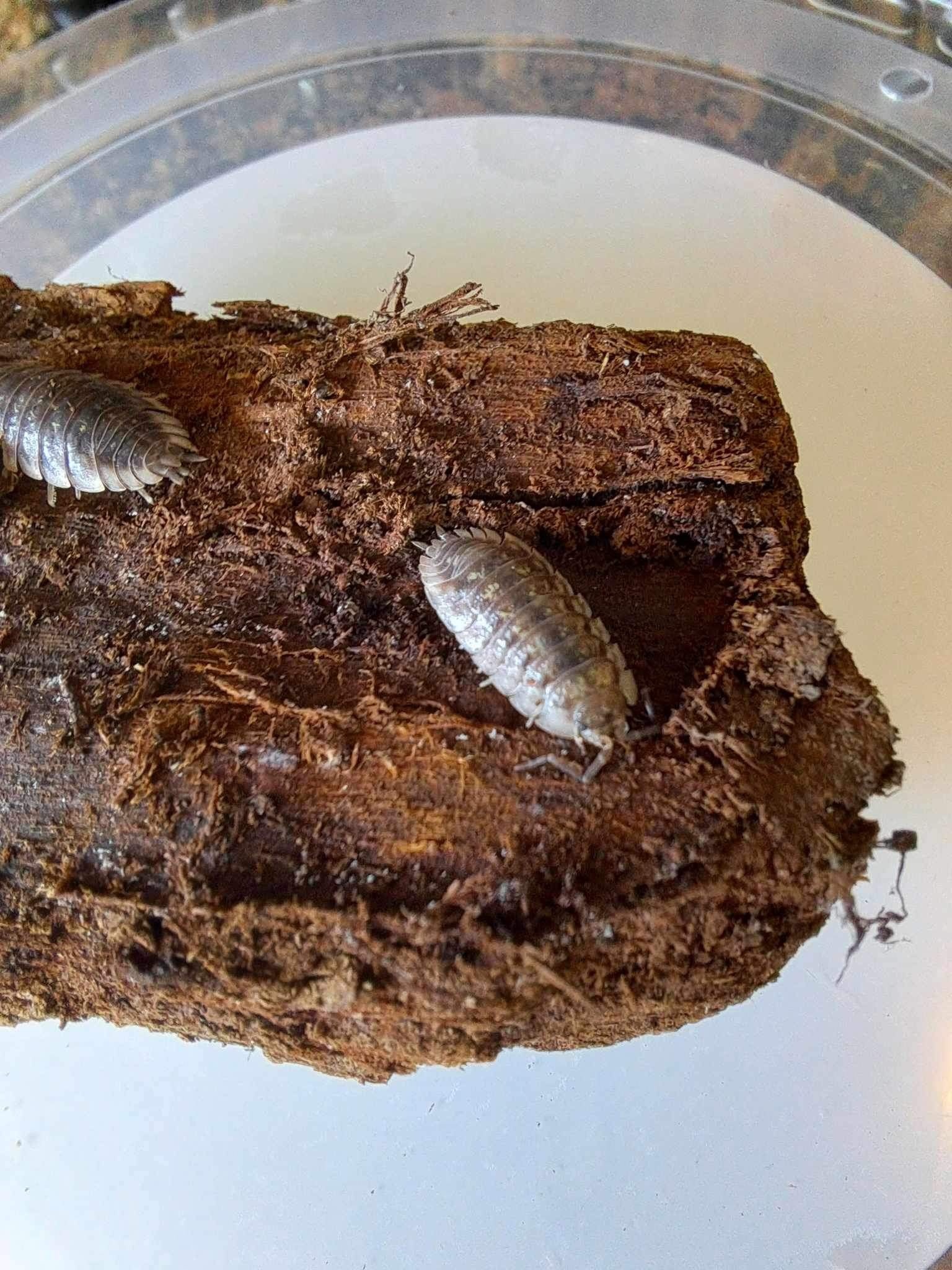 La Swamp Cloporte - Isopods ISO-ASE-15 Oniscus Asellus 15+