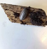 La Swamp Cloporte - Isopods ISO-DEP-15 A. Depressum  15+