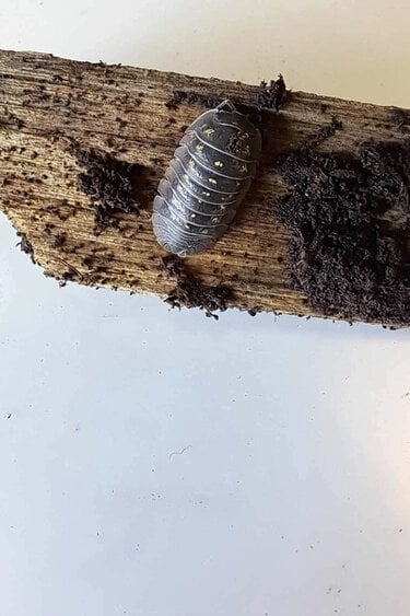La Swamp Cloporte - Isopods ISO-DEP-15 A. Depressum  15+