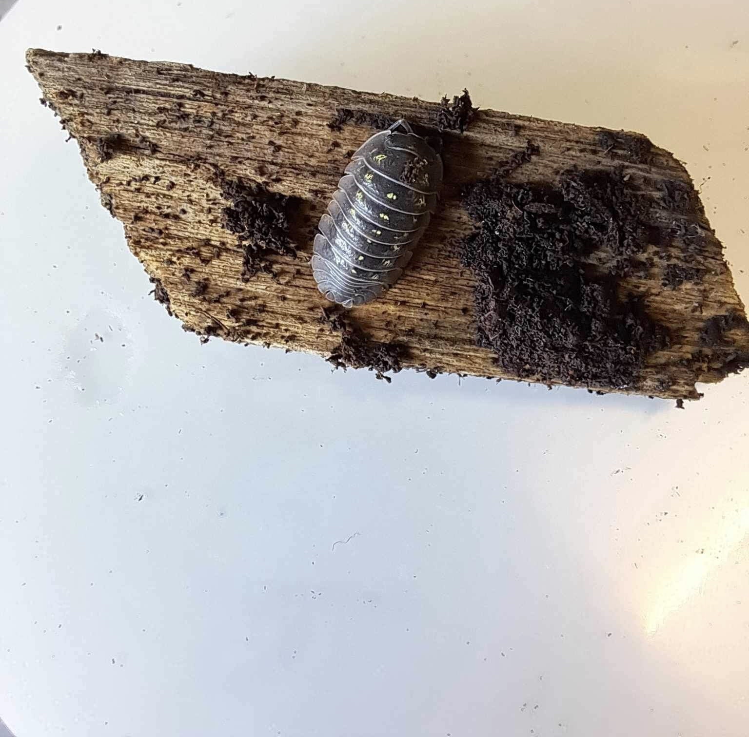 La Swamp Cloporte - Isopods ISO-DEP-15 A. Depressum  15+