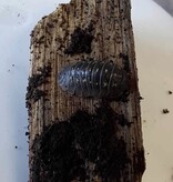 La Swamp Cloporte - Isopods ISO-DEP-15 A. Depressum  15+