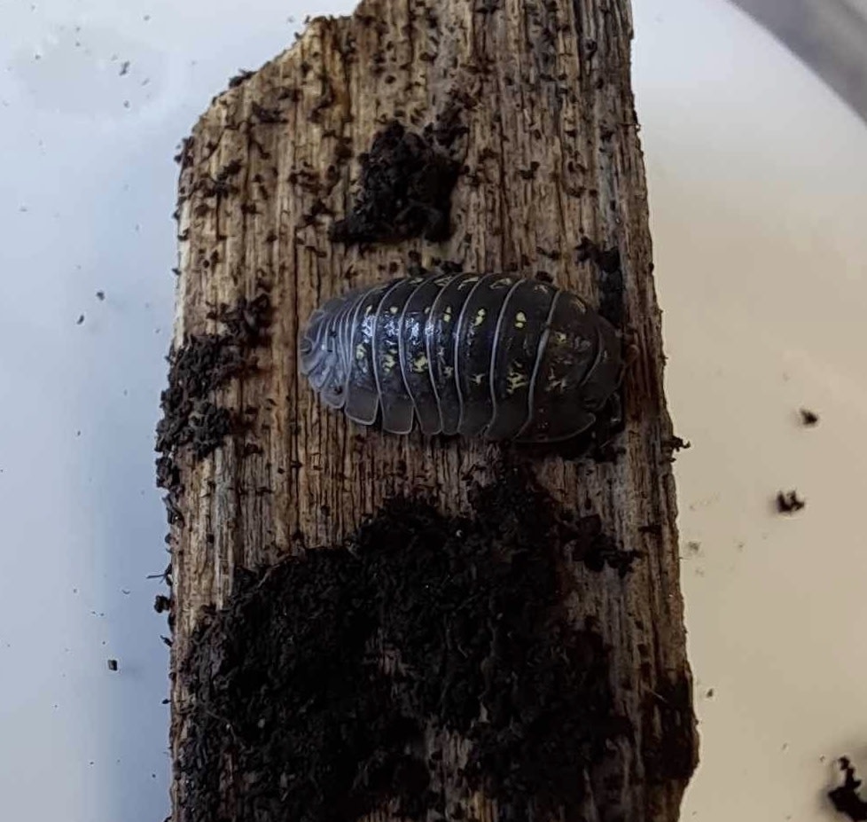 La Swamp Cloporte - Isopods ISO-DEP-15 A. Depressum  15+